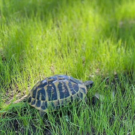 Arbevhio Βίλα Bonifacio (Corsica)