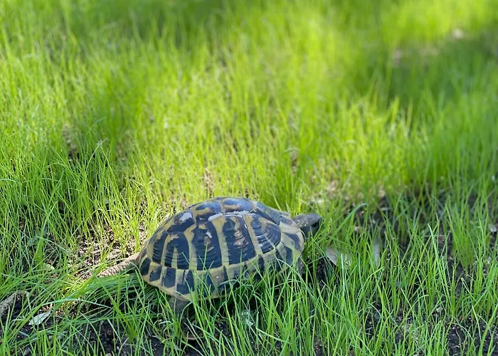 Arbevhio Villa Bonifacio (Corsica)